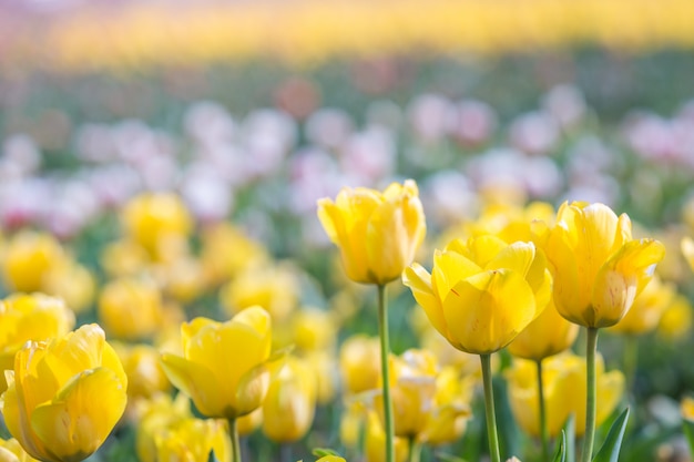 Tulpe im Frühling unter Sonnenstrahl, schöne und bunte Tulpe auf Sonnenlicht.