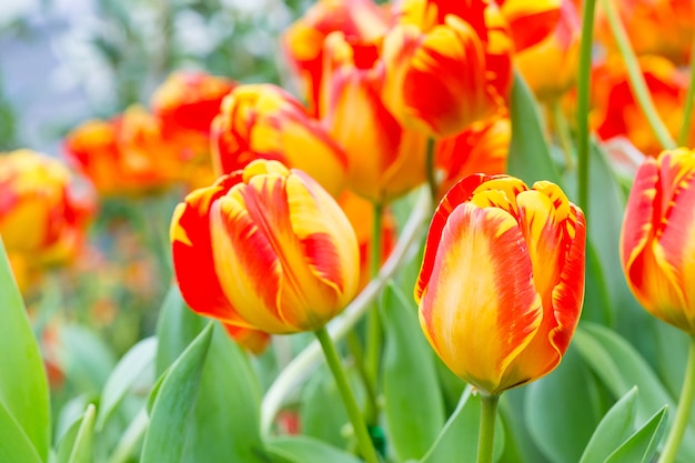 Tulpe im Garten