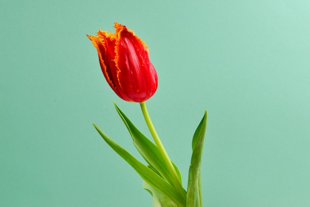 Tulpe in einem Topf auf rotem Grund. Speicherplatz kopieren.