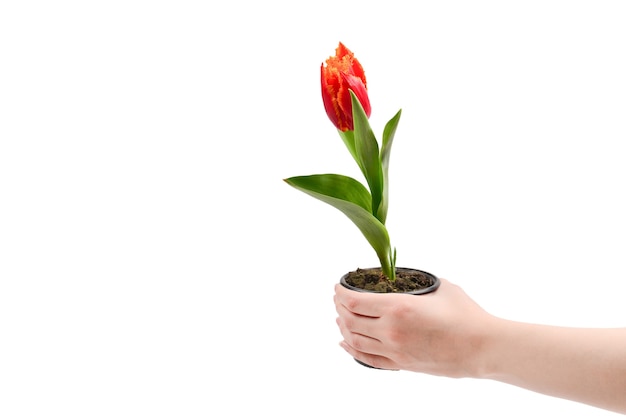 Tulpe in einem Topf in den Frauenhänden lokalisiert auf Weiß.