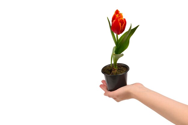 Tulpe in einem Topf in Frauenhänden lokalisiert auf Weiß
