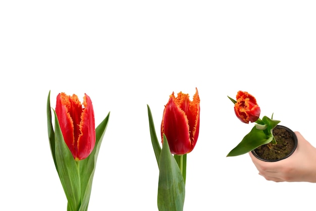 Tulpe in einem Topf isoliert auf weißem Hintergrund