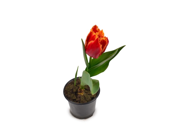 Tulpe in einem Topf lokalisiert auf weißem Hintergrund.