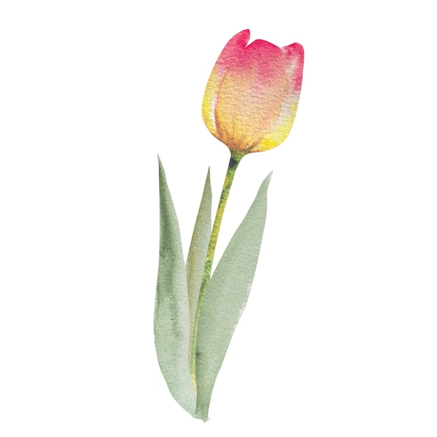 Foto tulpe mit blättern wasserfarbe frühlingsblumenillustration handzeichnung oster-valentines-hochzeitseinladung