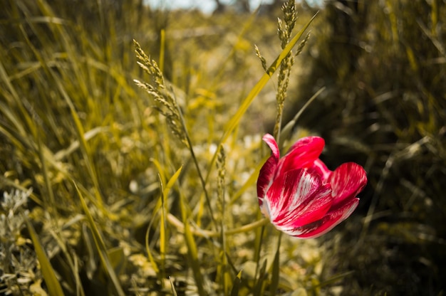 Tulpe mit roten und weißen Blütenblättern im gelben Gras Makroblume mit Bokeh Tulip Closeup aus dem Rahmen