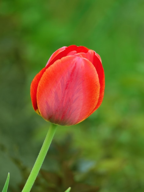 Tulpe rot