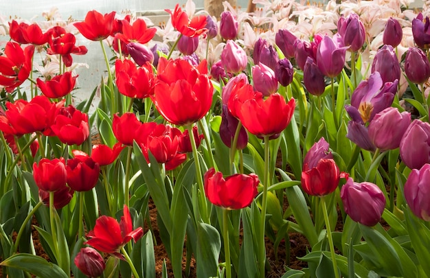 Tulpe. Schöner Blumenstrauß von Tulpen