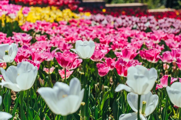 Tulpe. Schöner Strauß Tulpen. bunte Tulpen.