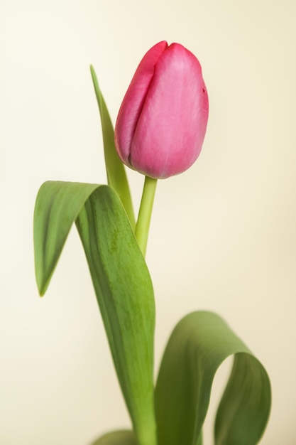 Tulpe Tineke