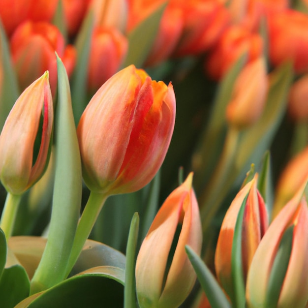 Tulpe Tulipa Knollenkräuter in der Familie der Liliengewächse Liliaceae Tulpen Gartenblumen Sorten und Sorten wurden entwickelt Blumen zart rosa gelb Schöne Knospen Landschaftsgestaltung Blumenbeet