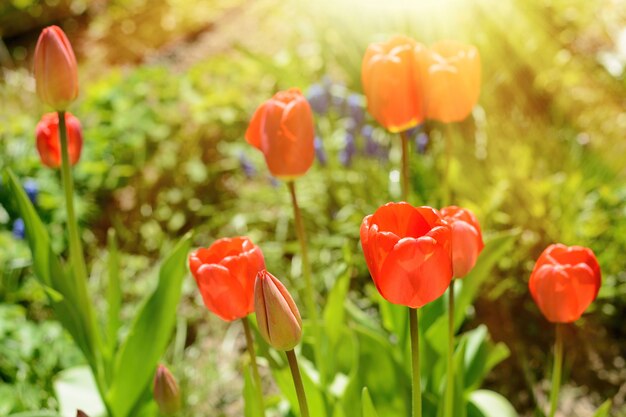 Tulpe von roter Farbe