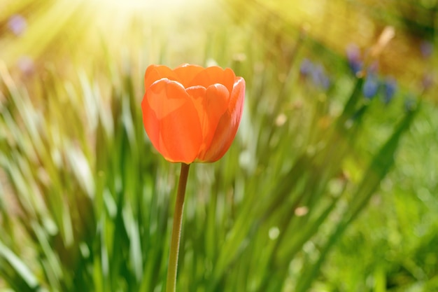 Tulpe von roter Farbe