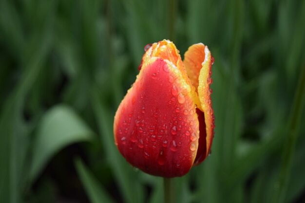 Tulpe