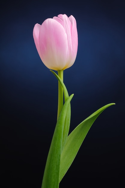 Tulpe