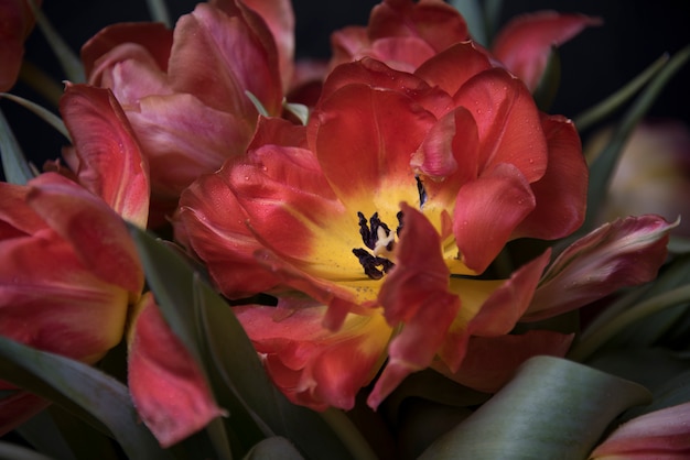 Foto tulpe