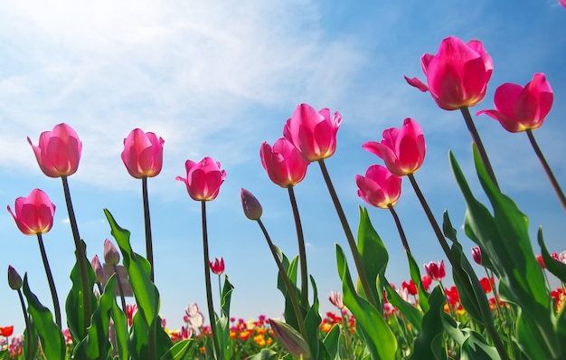 Tulpen am blauen Himmel