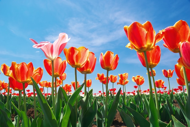 Tulpen am Himmel