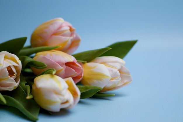 Tulpen auf blauem Grund