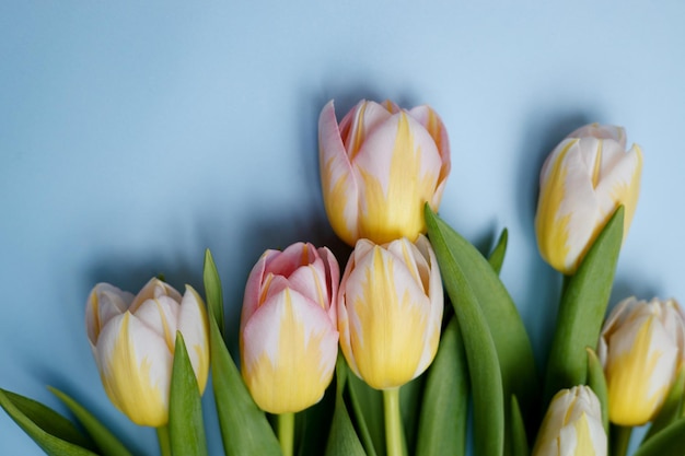 Tulpen auf blauem Grund