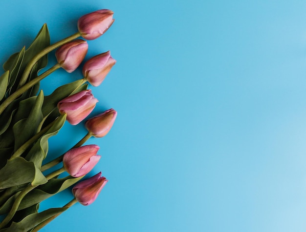 Tulpen auf blauem Hintergrund Platz für Text