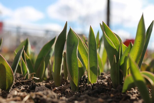 Tulpen auf dem Blumenbeet sprießen