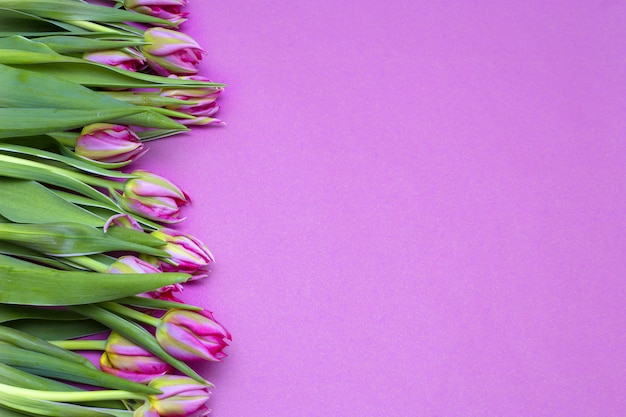 Foto tulpen auf einem rosa