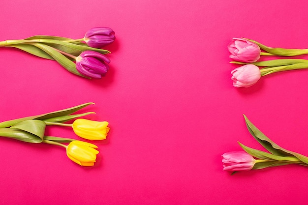 Tulpen auf farbigem Papierhintergrund