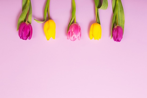 Tulpen auf farbigem Papierhintergrund