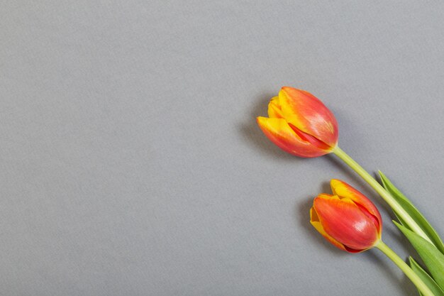 Tulpen auf grauer Papieroberfläche