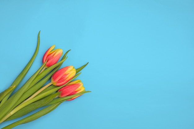 Foto tulpen auf hellblauem hintergrund kopieren raum. frühling frische blumen