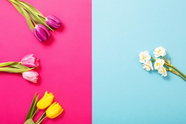 Tulpen auf rosa und blauem Papierhintergrund