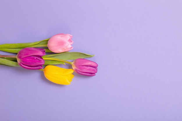 Tulpen auf violettem Papierhintergrund