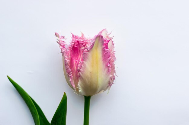 Tulpen auf weißem Hintergrund Postkarte mit Textbereich Eine rosa Tulpe