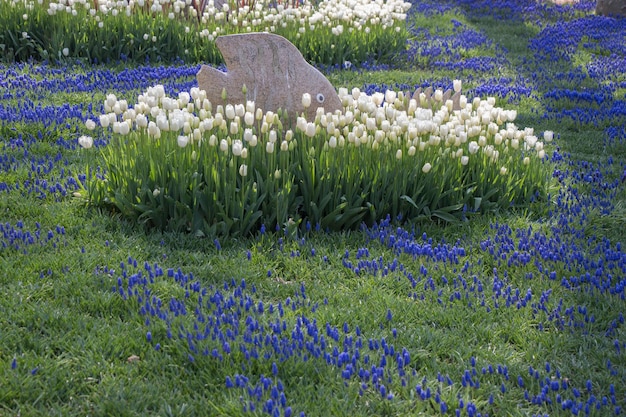 Tulpen blühen im Frühling