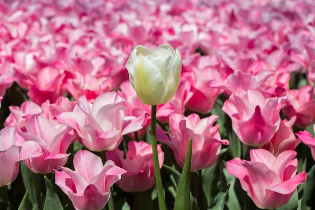 Tulpen blühen im Frühling