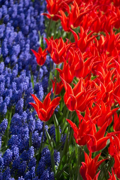 Tulpen blühen im Frühling