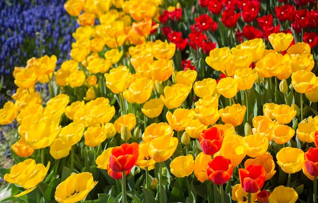 Tulpen blühen im Frühling