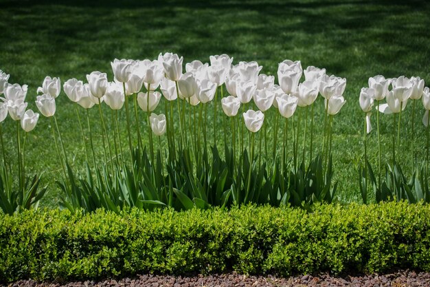 Tulpen blühen im Frühling