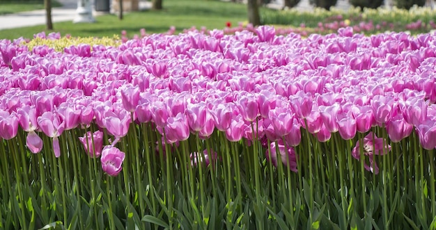 Tulpen blühen im Frühling