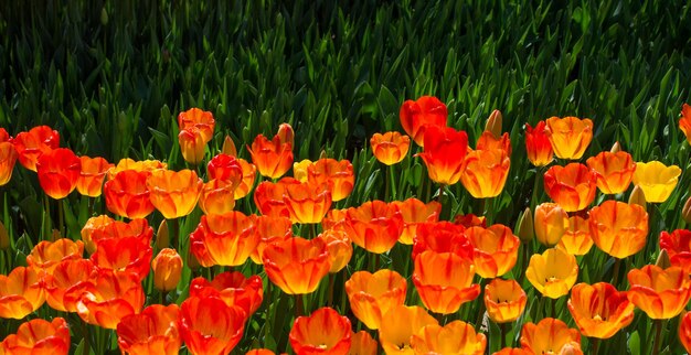 Tulpen blühen im Frühling