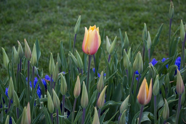 Tulpen blühen im Frühling