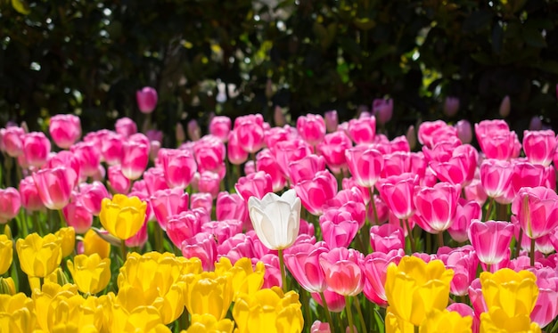 Tulpen blühen im Frühling