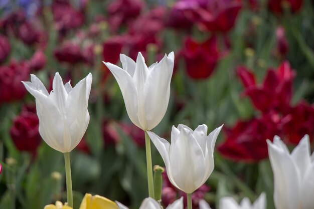 Tulpen blühen im Frühling