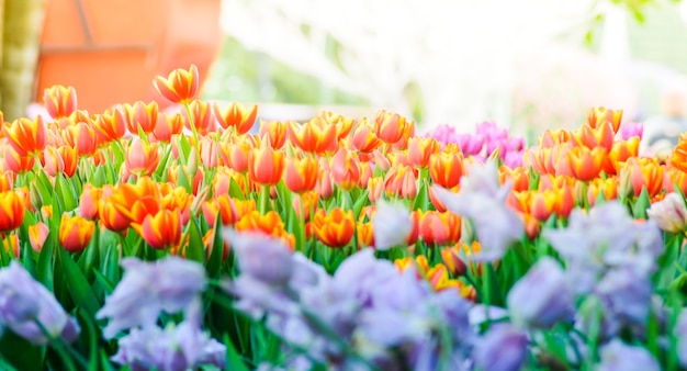 Tulpen blühen im Garten.