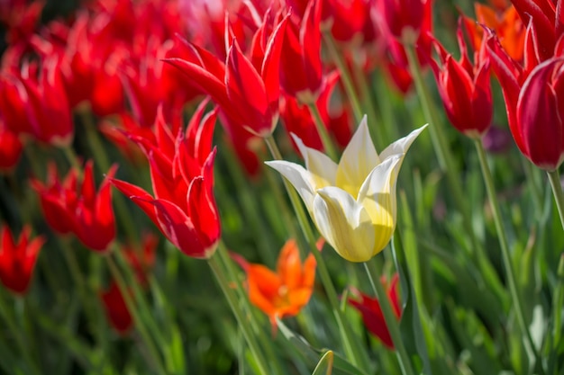 Tulpen blühen in der Frühlingssaison