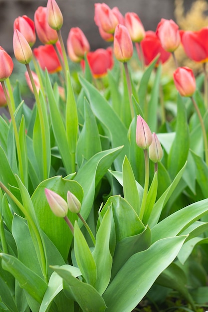 Tulpen blühen nicht blühen Frisches Rot wächst in der Natur im Garten im Garten