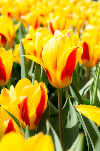 Tulpen blühen