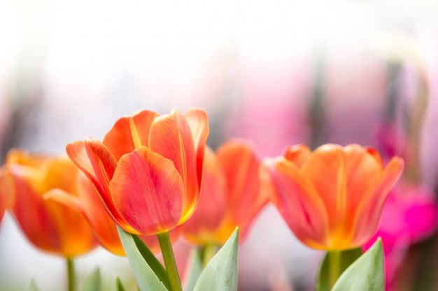 Tulpen Blume