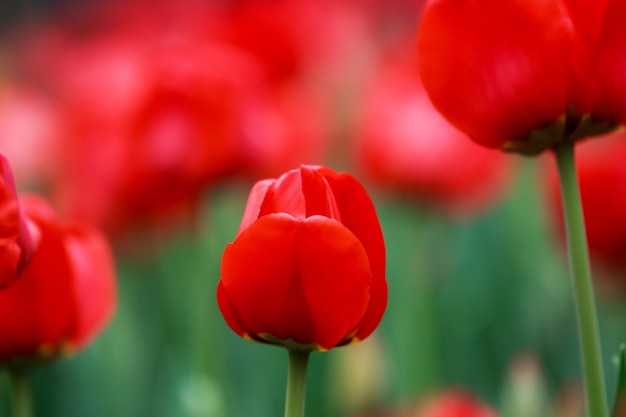 Tulpen, die im Frühjahr in einem schönen Garten wachsen