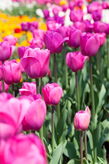 Tulpen, die in der Stadt wachsen, um den Stadtpark zu schmücken